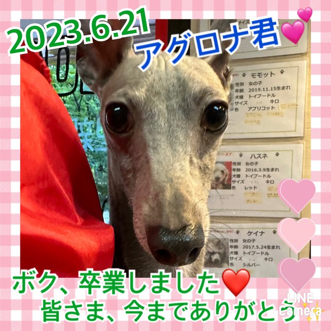 ★アグロナ★2023,5,10ー2023,6,21【保護犬カフェ天神橋店】